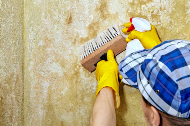 Mold Remediation for Rental Properties in Bowman, ND